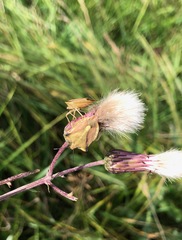 Carpocoris fuscispinus