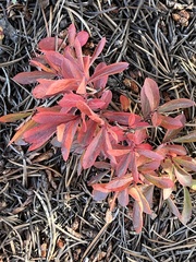 Vaccinium cespitosum
