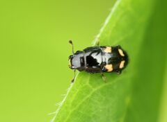 Glischrochilus quadrisignatus