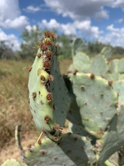 Opuntia orbiculata