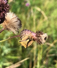 Carpocoris fuscispinus
