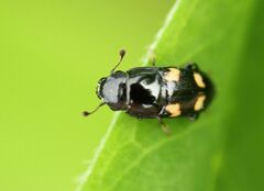 Glischrochilus quadrisignatus