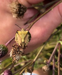 Carpocoris fuscispinus