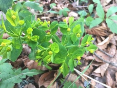 Euphorbia platyphyllos