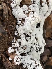 Ceratiomyxa fruticulosa
