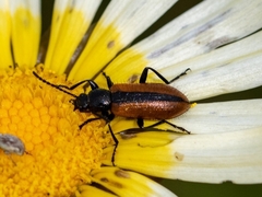 Neoeutrapela