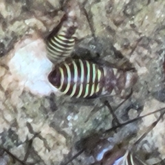 Cerastipsocus venosus