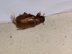 Amphitrichia constricta