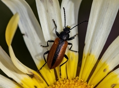 Neoeutrapela