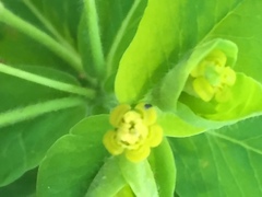 Euphorbia platyphyllos