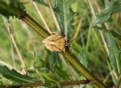Carpocoris fuscispinus