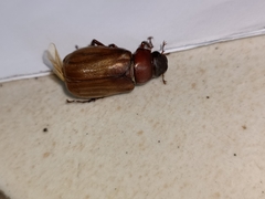 Amphitrichia constricta