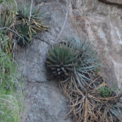 Agave victoriae-reginae swobodae