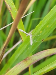 Stenoptilia zophodactylus