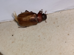 Amphitrichia constricta