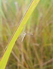 Stenoptilia zophodactylus