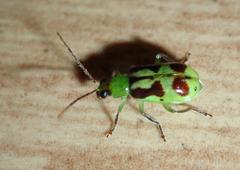 Diabroticina