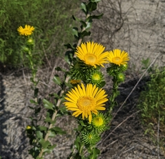 Grindelia ciliata