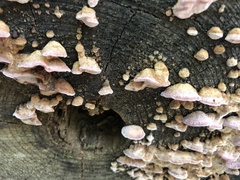 Rhodofomes cajanderi