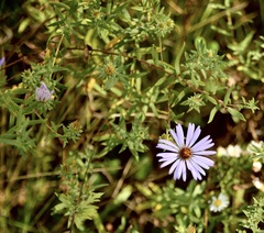 Symphyotrichum oblongifolium