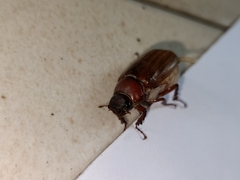 Amphitrichia constricta