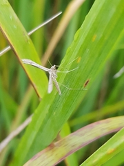 Stenoptilia zophodactylus