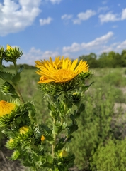 Grindelia ciliata