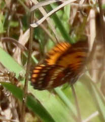 Byblia anvatara