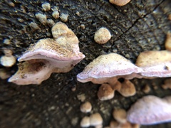 Rhodofomes cajanderi