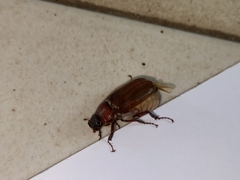 Amphitrichia constricta