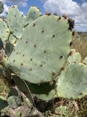 Opuntia orbiculata