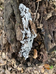 Ceratiomyxa fruticulosa