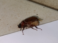 Amphitrichia constricta