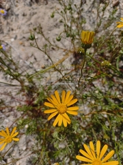 Ursinia anthemoides