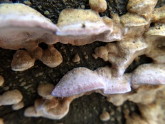 Rhodofomes cajanderi