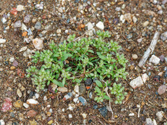 Polycarpon tetraphyllum