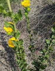 Grindelia ciliata