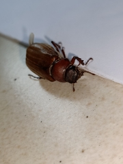 Amphitrichia constricta