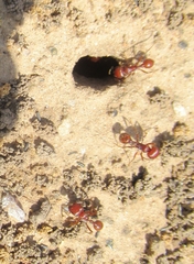 Pogonomyrmex barbatus