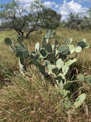 Opuntia orbiculata