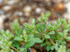 Polycarpon tetraphyllum