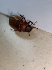 Amphitrichia constricta