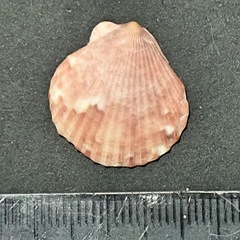 Pectinidae