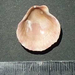 Pectinidae