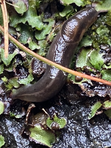 Tree slug