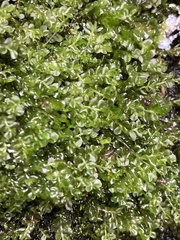 Mniaceae