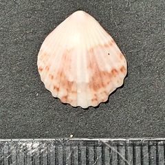 Pectinidae