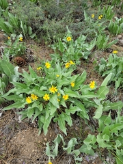 Balsamorhiza