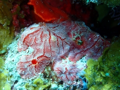 Monanchora arbuscula