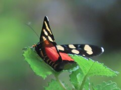 Heraclia africana